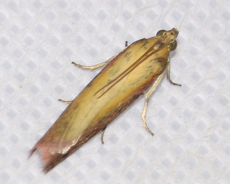 Oncocera semirubella - lucernamoly