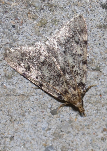 Aglossa pinguinalis - zsiradékmoly