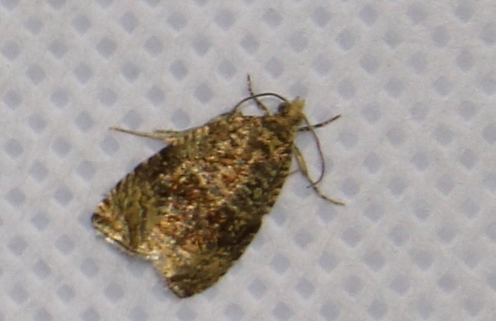 Celypha lacunana - vízparti tükrösmoly