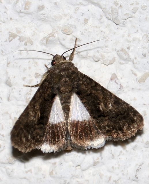 Anophia leucomelas - déli folyófűbagoly