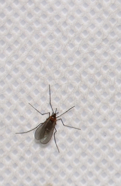 Cecidomyiidae - gubacsszúnyogok