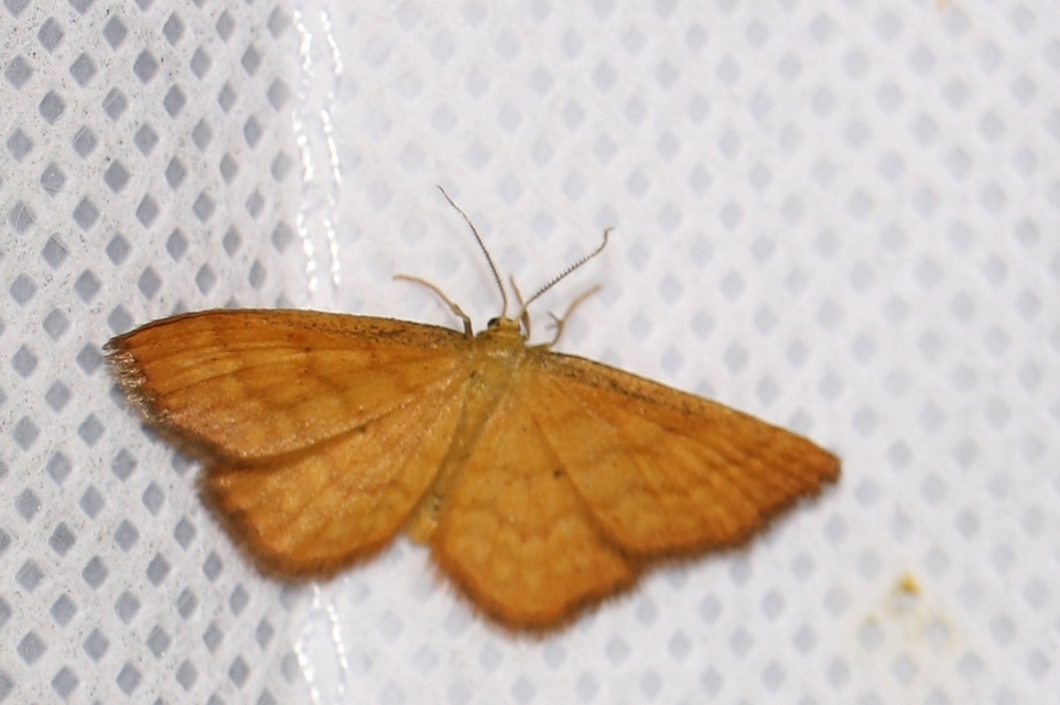 Idaea serpentata - kis sávosaraszoló