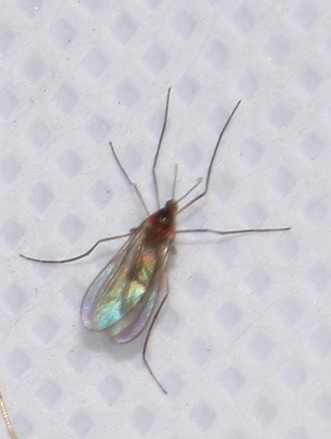 Cecidomyiidae - gubacsszúnyogok