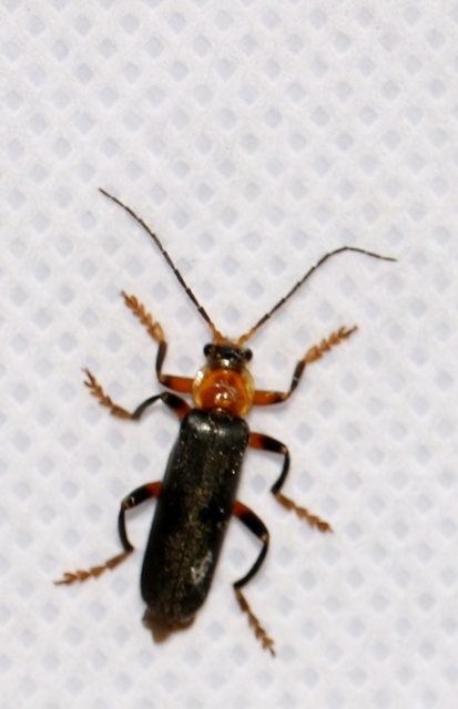 Cantharis livida - mezei lágybogár