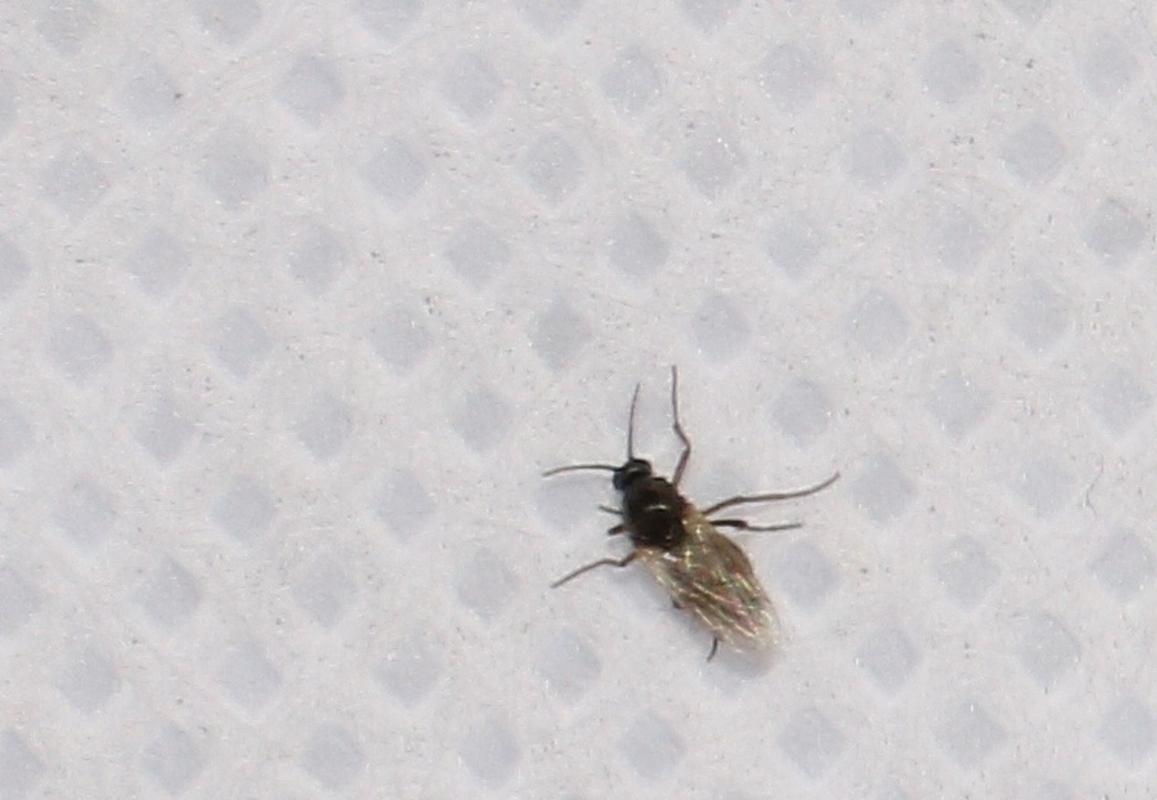 Forcipomyia