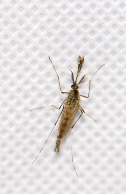Culicidae - csípőszúnyogok