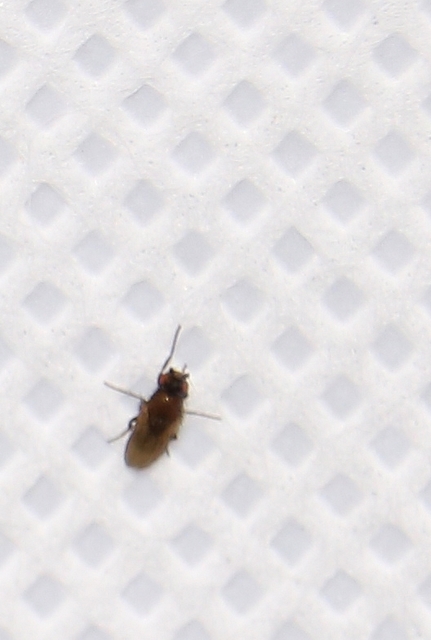 Sphaeroceridae - trágyalegyek