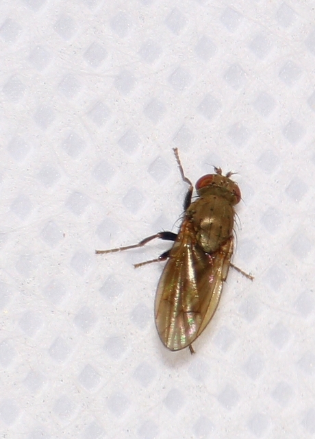 Ephydridae - vízilegyek