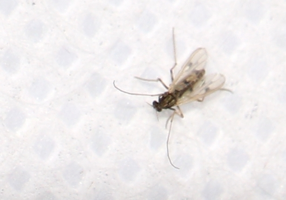 Chironomidae - árvaszúnyogok