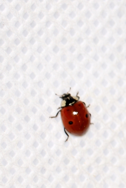 Adalia bipunctata - kétpettyes katica