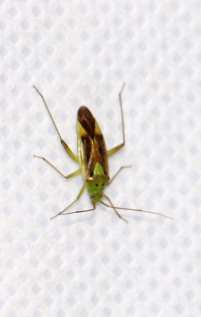 Closterotomus norwegicus - zöld mezeipoloska