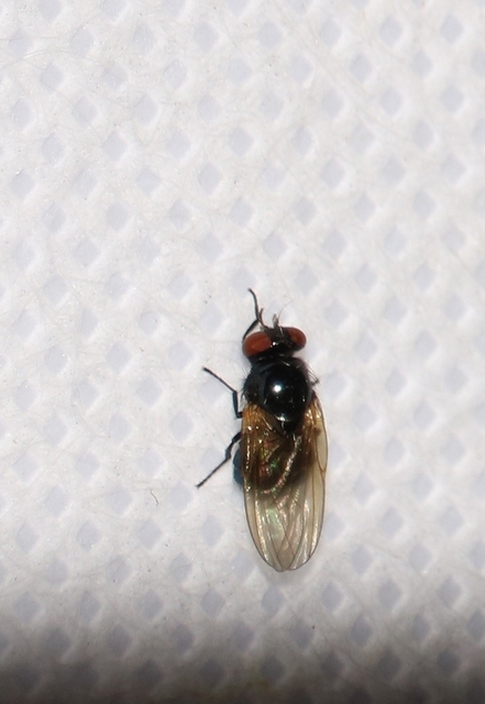 Muscidae - igazi legyek