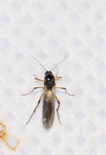 Ceratopogonidae - törpeszúnyogok