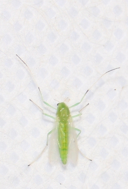 Chironomidae - árvaszúnyogok
