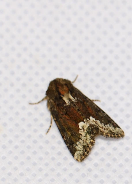 Oligia strigilis - kormos dudvabagoly