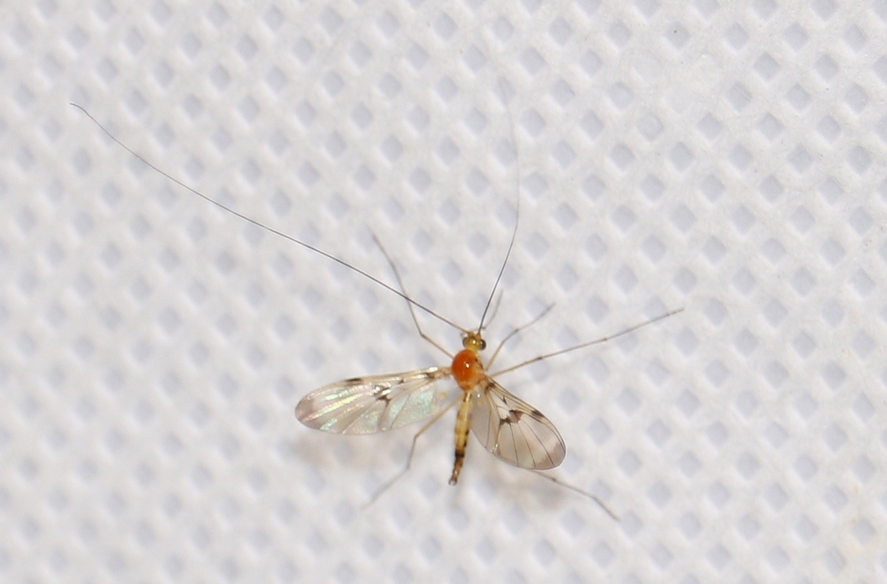 Macrocera
