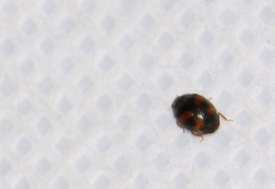 Scymnus subvillosus - négyfoltos bödice