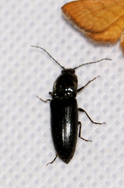Melanotus