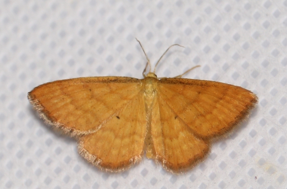 Idaea serpentata - kis sávosaraszoló