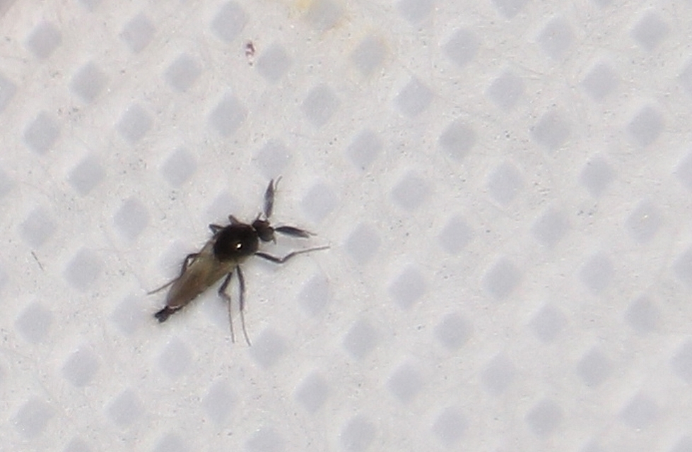 Forcipomyia