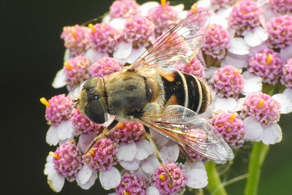 Eristalis arbustorum - fehérarcú herelégy