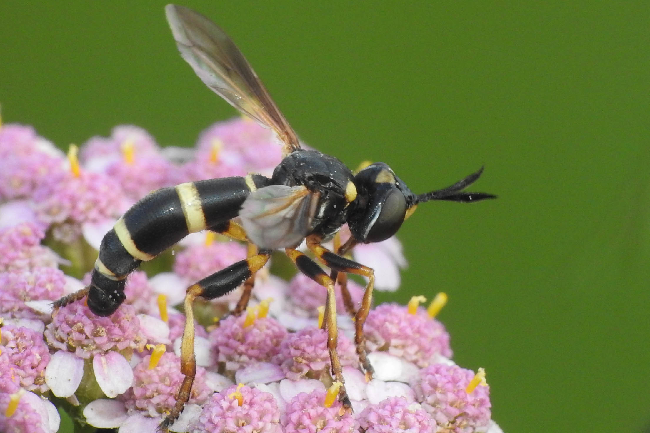 Conops ceriaeformis