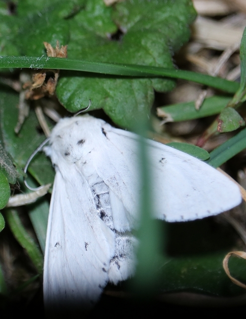 Acronicta leporina - fehér szigonyosbagoly