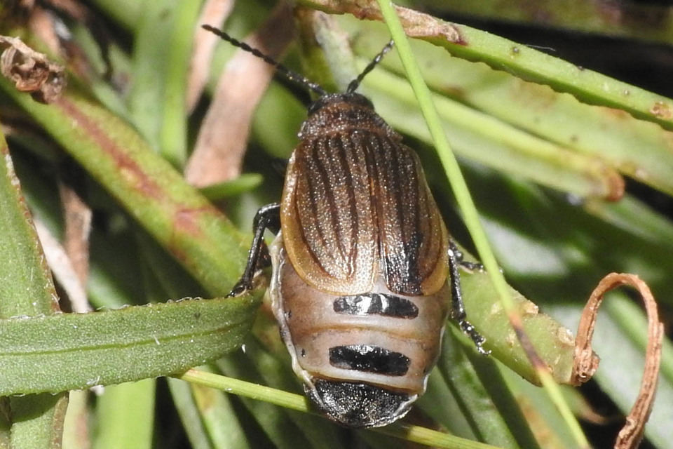 Galeruca pomonae - barna olajosbogár