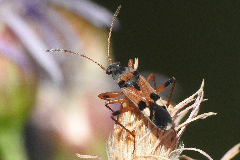 Beosus quadripunctatus - pettyes homokibodobács