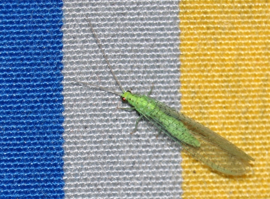 Chrysopidae - zöldfátyolkák