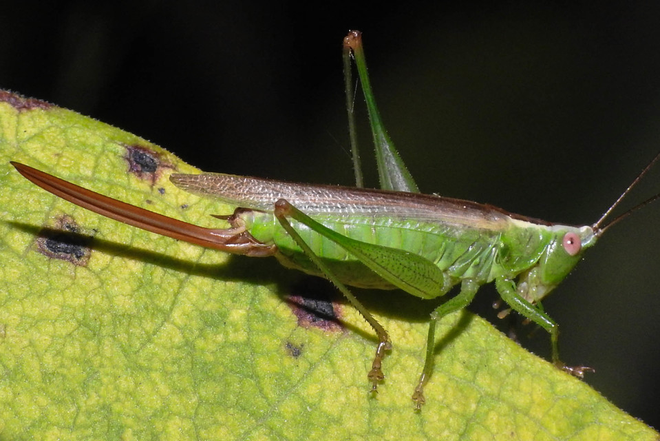 Conocephalus fuscus - kis kúpfejűszöcske