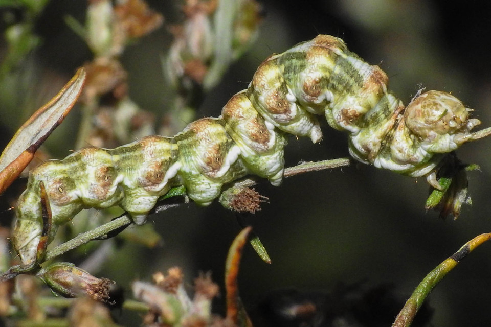 Cucullia absinthii - fehérüröm-csuklyásbagoly