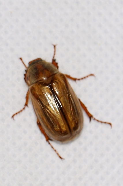 Amphimallon solstitiale - bordás sárgacserebogár
