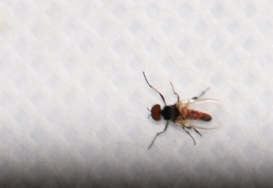 Simuliidae - púposszúnyogok