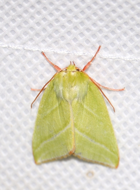 Pseudoips prasinana - bükkfa-zöldbagoly
