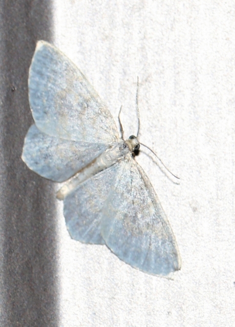 Asthena albulata - gyertyán-fehéraraszoló