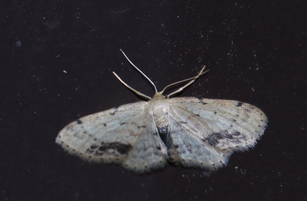 Idaea dimidiata - gyakori apróaraszoló