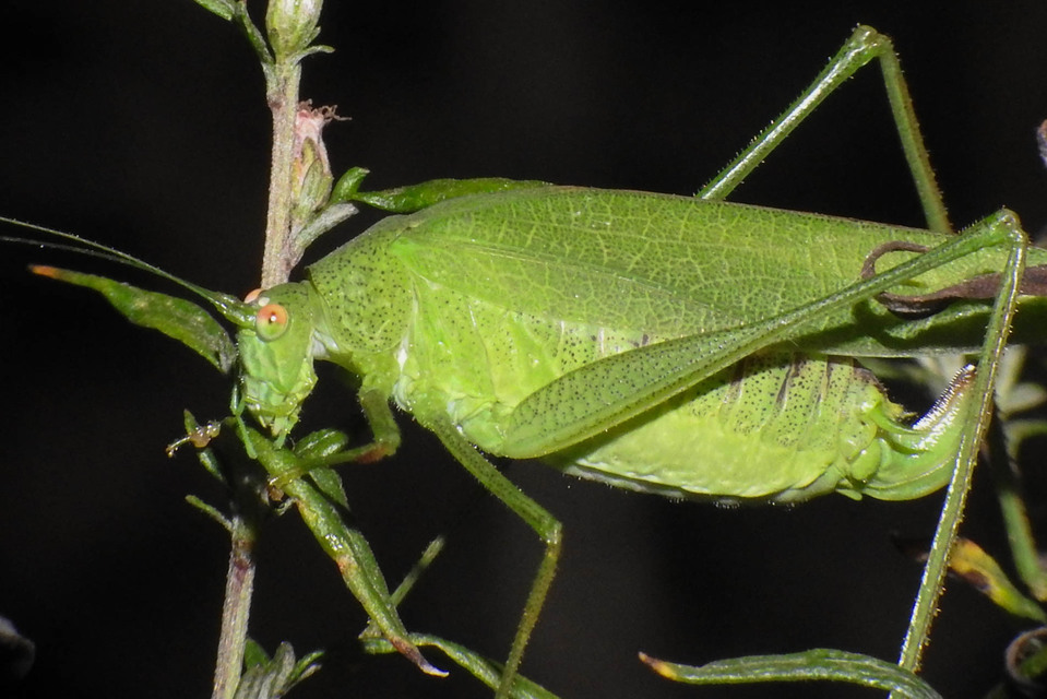 Phaneroptera nana - pontozott repülőszöcske