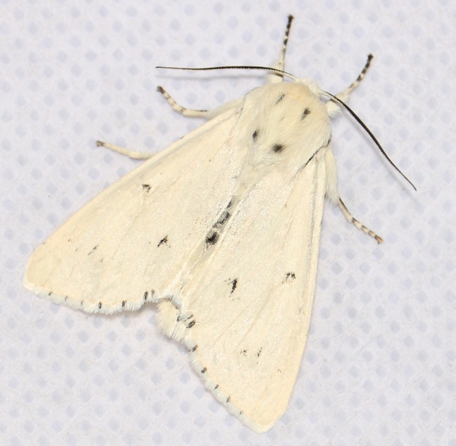 Acronicta leporina - fehér szigonyosbagoly