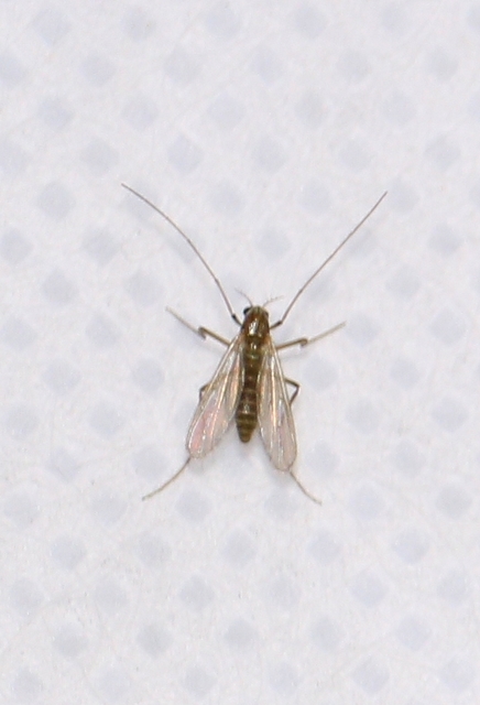 Chironomidae - árvaszúnyogok