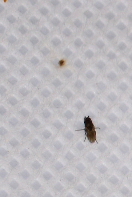 Sphaeroceridae - trágyalegyek