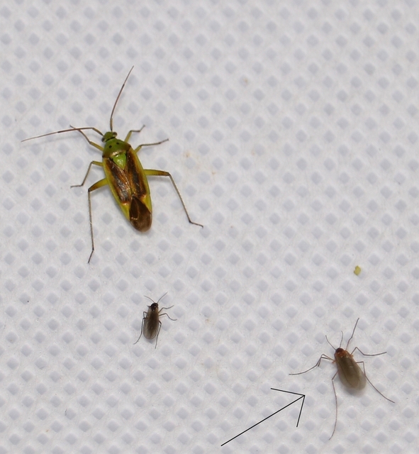 Cecidomyiidae - gubacsszúnyogok