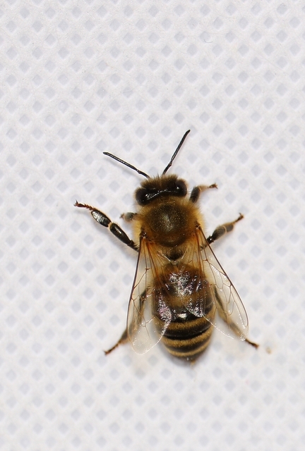 Apis mellifera - háziméh