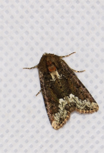 Oligia strigilis - kormos dudvabagoly