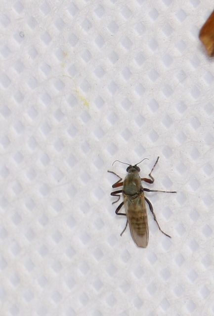Ceratopogonidae - törpeszúnyogok