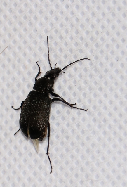 Chlaenius tristis - fekete bűzfutó