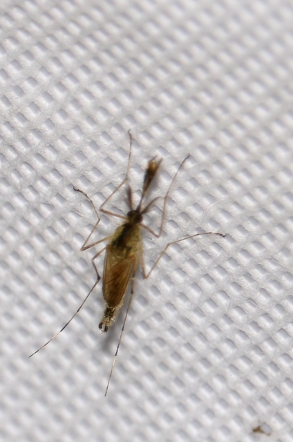 Culicidae - csípőszúnyogok