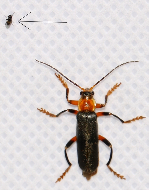 Ephydridae - vízilegyek