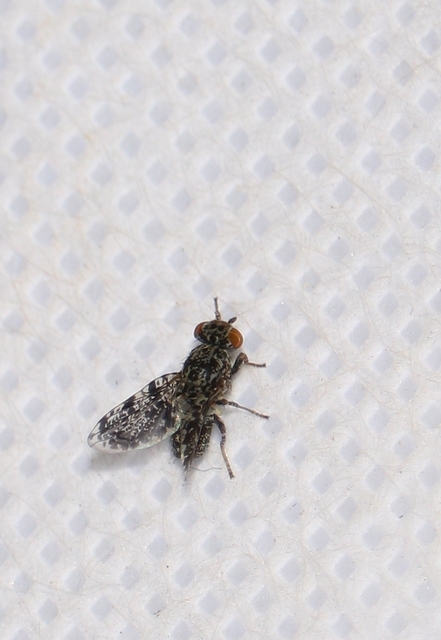 Callopistromyia annulipes - pávalégy