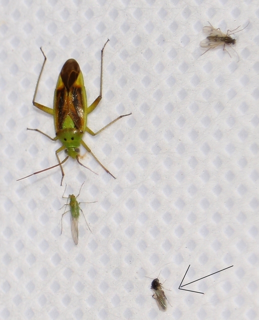 Ceratopogonidae - törpeszúnyogok